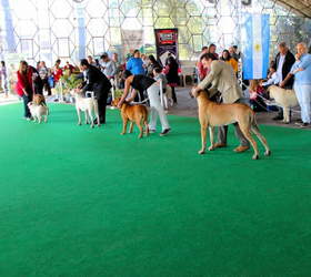 Córdoba Kennel Club