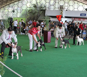 Exposiciones Regionales de Campeonato
