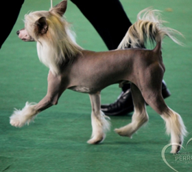 Cinología Argentina