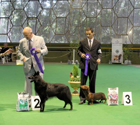 Federación Argentina de Cinología Córdoba