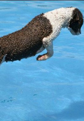 Al Agua!!!!   Que calor!!!!...