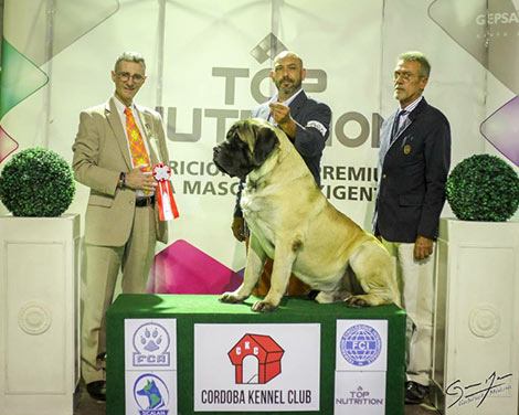 exposicion-perros.jpg